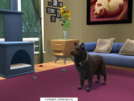Magazinul de animale - Megara - Magazine