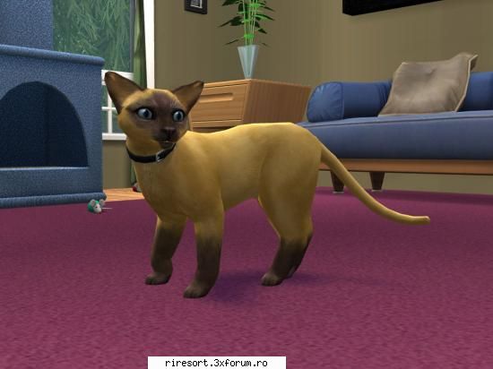 Magazinul de animale - Megara - Magazine